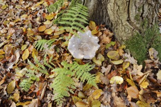 Clouded funnel fungus or grey cap (Clitocybe nebularis, Lepista nebularis) and fern in autumn,