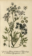 European poisonous plants, dog parsley, Aethusa cynapium, authentic, digitally restored