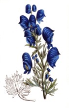 European poisonous plants, Aconite pyramidale, type of aconite with pyramidal inflorescence,