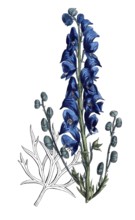 European poisonous plants, blue aconite, Aconitum napellus, digitally restored reproduction from a