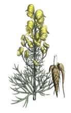 European poisonous plants, poisonous aconite, Aconite anthora, digitally restored reproduction from
