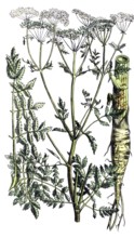European poisonous plants, spotted hemlock, Conium maculatum, digitally restored reproduction from