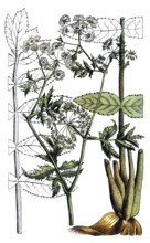 European poisonous plants, Sium angustifolium L. Berle, narrow-leaved Merk, digitally restored