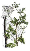 European poisonous plants, hedge calf goiter, Chaerophyllum temulum, digitally restored
