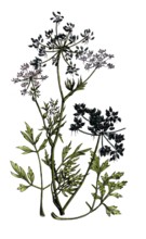 European poisonous plants, dog parsley, Aethusa cynapium, digitally restored reproduction from a
