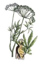 European poisonous plants, water hemlock, cicuta virosa, digitally restored reproduction from a