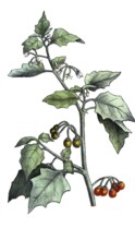European poisonous plants, yellow-fruited nightshade or red-fruited nightshade, Solanum villosum,