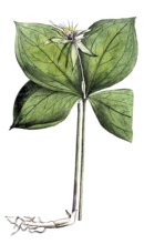 European poisonous plants, four-leaf berry, Paris quadrifolia, digitally restored reproduction from