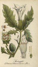 European poisonous plants, Jimson Weed, Datura stramonium, authentic, digitally restored