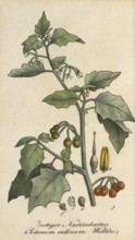 European poisonous plants, Yellow-fruited solanum physalifolium or Red-fruited nightshade, Solanum