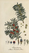 English yew, Taxus baccata, authentic, digitally restored reproduction from a 19th century