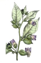 European poisonous plants, black belladonna, atropa belladonna, digitally restored reproduction