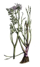 European poisonous plants, Roehriger Wasserfenche, Oenanthe fistulosa, digitally restored