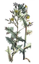 European poisonous plants, spiny lettuce, Lactuca serriola, digitally restored reproduction from a