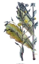 European poisonous plants, venomous lettuce, Lactuca virosa, digitally restored reproduction from a