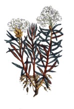 European poisonous plants, swamp porch, rhododendron tomentosum, Ledum palustre, digitally restored