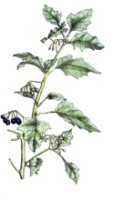 European poisonous plants, black nightshade or black nightshade, Solanum nigrum, digitally restored