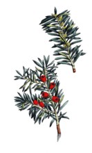 European poisonous plants, yew, Taxus baccata, digitally restored reproduction from a 19th century