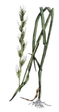 European poisonous plants, tumbling lolc, Lolium temulentum, also smoking grass or vertigo wheat,