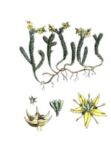 European poisonous plants, hot stonecrop, sedum acre, digitally restored reproduction from a 19th