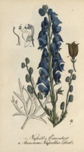 European poisonous plants, aconite, Aconitum napellus, authentic, digitally restored reproduction