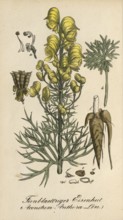 European poisonous plants, poison aconite, Aconitum anthora, authentic, digitally restored