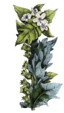 European poisonous plants, black henwort, Hyoscyamus niger, digitally restored reproduction from a