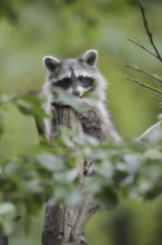 Raccoon (Procyon lotor), young in a tree, North Rhine-Westphalia, Germany