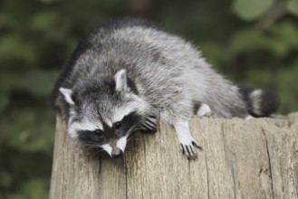 Raccoon (Procyon lotor), North Rhine-Westphalia, Germany