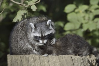 Raccoon (Procyon lotor) with young, North Rhine-Westphalia, Germany