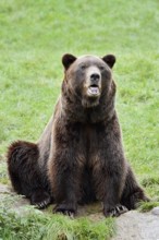 European brown bear (Ursus arctos arctos), captive, Bavaria, Germany