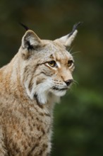 Eurasian lynx (Lynx lynx), portrait, captive, Germany