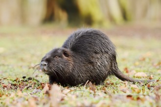 Nutria or swamp beaver (Myocastor coypus) on the shore, North Rhine-Westphalia, Germany, neozoon in