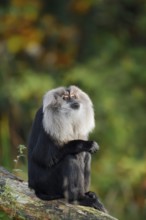 Bearded monkey or Wanderu (Macaca silenus), captive, occurring in India