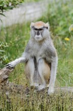 Western hussar monkey (Erythrocebus patas patas), captive, occurring in western and central Africa