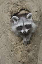 Raccoon (Procyon lotor), young animal looking out of a tree hollow, North Rhine-Westphalia, Germany