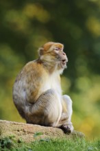Barbary macaque or magot (Macaca sylvanus), captive, occurring in Morocco