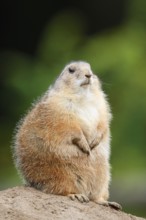 Black-tailed prairie dog (Cynomys ludovicianus) sitting upright on the burrow, North America