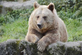 Syrian brown bear (Ursus arctos syriacus), captive, Germany