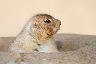 Black-tailed prairie dog (Cynomys ludovicianus) looking out of its den, North America