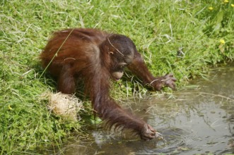 Bornean orangutan (Pongo pygmaeus), juvenile at a pond, captive, endemic to Borneo