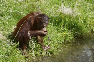 Bornean orangutan (Pongo pygmaeus), young animal drinking water from a pond, captive, endemic to