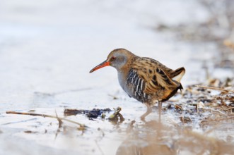 Water rail (Rallus aquaticus) in winter, North Rhine-Westphalia, Germany