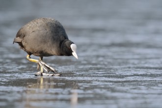 Eurasian Coot or coot rail (Fulica atra) on the ice surface of a lake in winter, North