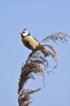 Blue tit (Cyanistes caeruleus, Parus caeruleus) sitting on reeds (Phragmites australis), North