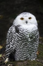 Snowy Owl (Bubo scandiacus, Nyctea scandiaca), immature, captive, Germany