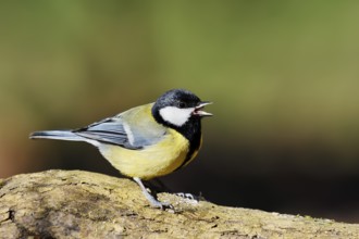 Great tit (Parus major), calling, North Rhine-Westphalia, Germany