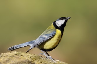 Great tit (Parus major), threatening gesture, North Rhine-Westphalia, Germany