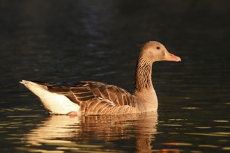 Greylag goose (Anser anser), swimming in the morning light, North Rhine-Westphalia, Germany