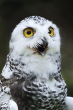 Snowy Owl (Bubo scandiacus, Nyctea scandiaca), immature, calling, portrait, captive, Germany